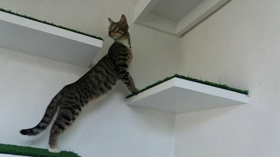 Happy Cat Hotel